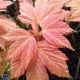 Rózsaszín hajtású gömbjuhar - Acer platanoides ‘Brilliantissimum’