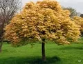 Rózsaszín hajtású gömbjuhar - Acer platanoides ‘Brilliantissimum’