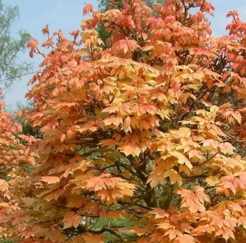 Rózsaszín hajtású gömbjuhar - Acer platanoides ‘Brilliantissimum’