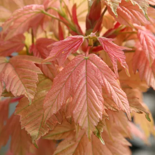 Rózsaszín hajtású gömbjuhar - Acer platanoides ‘Brilliantissimum’