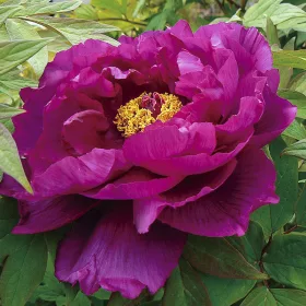 Lila fás szárú Bazsarózsa - Paeonia suffruticosa P23