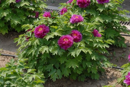 Lila fás szárú Bazsarózsa - Paeonia suffruticosa P23