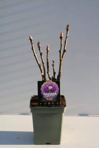 Lila fás szárú Bazsarózsa - Paeonia suffruticosa P23