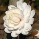 Teltvirágú liliomfa - Magnolia loebneri "Wildcat"