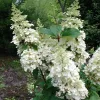 Törzses Bugás hortenzia - Hydrangea paniculata ‘Candlelight’ - Törzs 50 cm - K10