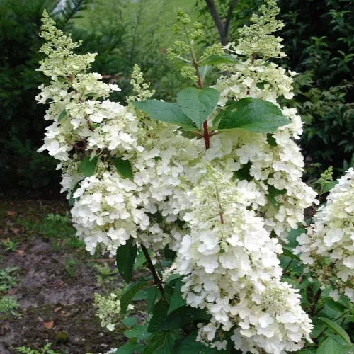 Törzses Bugás hortenzia - Hydrangea paniculata ‘Candlelight’ - Törzs 50 cm - K10