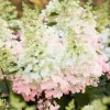 Törzses Bugás hortenzia - Hydrangea paniculata ‘Candlelight’ - Törzs 50 cm - K10