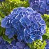 Kerti Hortenzia - Hydrangea macrophylla - "Little XS Blue"