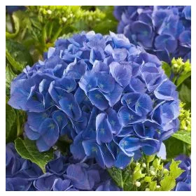   Kerti Hortenzia - Hydrangea macrophylla - "Little XS Blue"