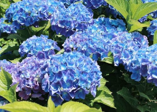 Kerti Hortenzia - Hydrangea macrophylla - "Little XS Blue"