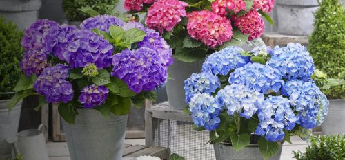Kerti Hortenzia - Hydrangea macrophylla - "Little XS Blue"