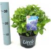Kerti Hortenzia - Hydrangea macrophylla - "Little XS Blue"