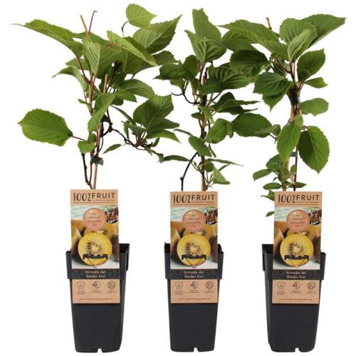 Aranyhúsú kivi - Actinidia deliciosa Gold Kiwi Female
