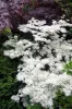 Japán juhar - Acer palmatum "Ukigumo"