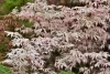 Japán juhar - Acer palmatum "Ukigumo"