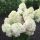 Bugás hortenzia - Hydrangea Paniculata "Living Royal Flower"