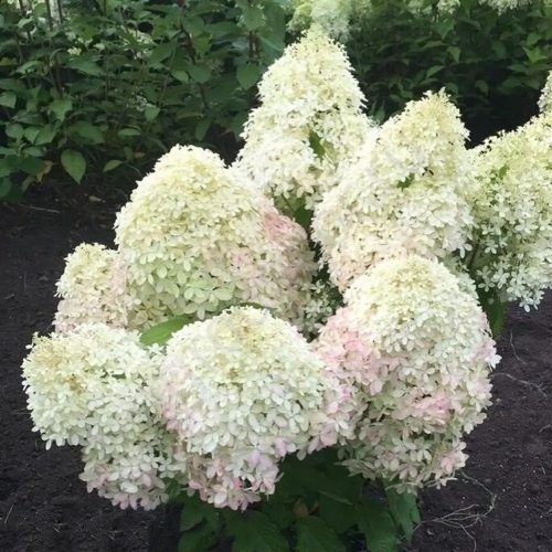Bugás hortenzia - Hydrangea Paniculata "Living Royal Flower"
