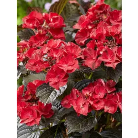   Kerti Hortenzia - Hydrangea macrophylla "Teller After Midnight"