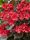 Kerti Hortenzia - Hydrangea macrophylla "Teller After Midnight"