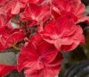 Kerti Hortenzia - Hydrangea macrophylla "Teller After Midnight"