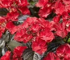 Kerti Hortenzia - Hydrangea macrophylla "Teller After Midnight"