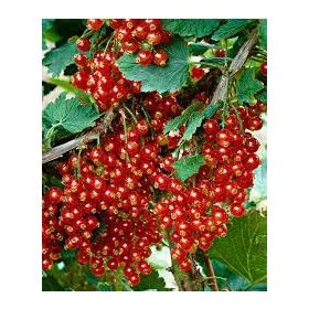 Piros ribizli -Ribes rubrum 'Jonkheer van Tets'