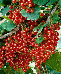 Piros ribizli -Ribes rubrum 'Jonkheer van Tets'