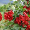 Piros ribizli -Ribes rubrum 'Jonkheer van Tets'