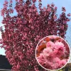 Vörös levelű Japán díszcseresznye - Prunus serrulata ‘Royal Burgundy" 