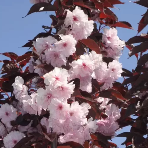 Vörös levelű Japán díszcseresznye - Prunus serrulata ‘Royal Burgundy" 