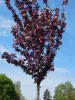 Vörös levelű Japán díszcseresznye - Prunus serrulata ‘Royal Burgundy" 