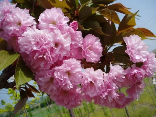 Vörös levelű Japán díszcseresznye - Prunus serrulata ‘Royal Burgundy" 