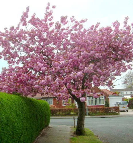 Vörös levelű Japán díszcseresznye - Prunus serrulata ‘Royal Burgundy" 
