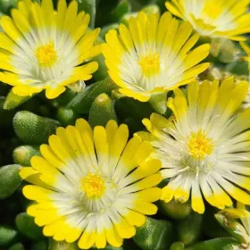   Kristályvirág / Délvirág - Delosperma cooperi 'Ice Cream Yellow'