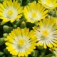 Kristályvirág / Délvirág - Delosperma cooperi 'Ice Cream Yellow'