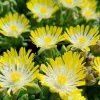 Kristályvirág / Délvirág - Delosperma cooperi 'Ice Cream Yellow'