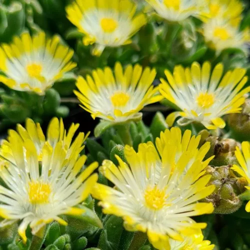 Kristályvirág / Délvirág - Delosperma cooperi 'Ice Cream Yellow'