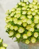 Kristályvirág / Délvirág - Delosperma cooperi 'Ice Cream Yellow'