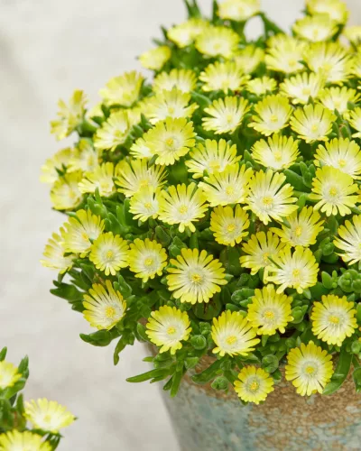 Kristályvirág / Délvirág - Delosperma cooperi 'Ice Cream Yellow'