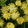 Kristályvirág / Délvirág - Delosperma cooperi 'Ice Cream Yellow'