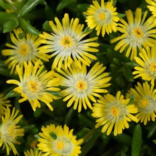 Kristályvirág / Délvirág - Delosperma cooperi 'Ice Cream Yellow'