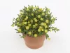 Kristályvirág / Délvirág - Delosperma cooperi 'Ice Cream Yellow'
