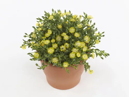 Kristályvirág / Délvirág - Delosperma cooperi 'Ice Cream Yellow'