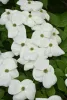 Óriás virágú Csillagsom - Cornus × rutgersensis ‘Aurora’ K7
