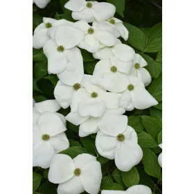   Óriás virágú Csillagsom - Cornus × rutgersensis ‘Aurora’ K7