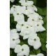 Óriás virágú Csillagsom - Cornus × rutgersensis ‘Aurora’ K7