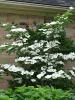 Óriás virágú Csillagsom - Cornus × rutgersensis ‘Aurora’ K7