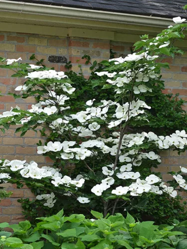 Óriás virágú Csillagsom - Cornus × rutgersensis ‘Aurora’ K7