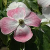 Óriás virágú Csillagsom - Cornus × rutgersensis ‘Aurora’ K7