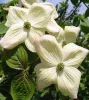 Óriás virágú Csillagsom - Cornus × rutgersensis ‘Aurora’ K7